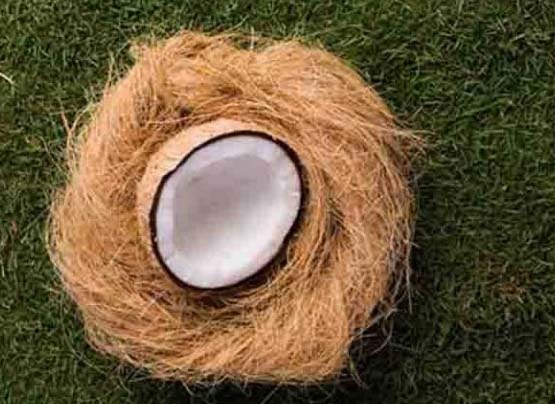 Coconut coir fiber4